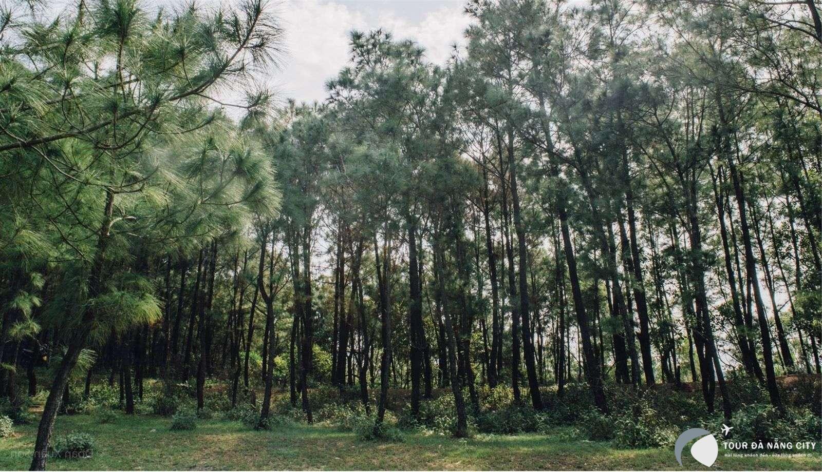 Thời điểm du lịch rừng thông Bồ Bồ 